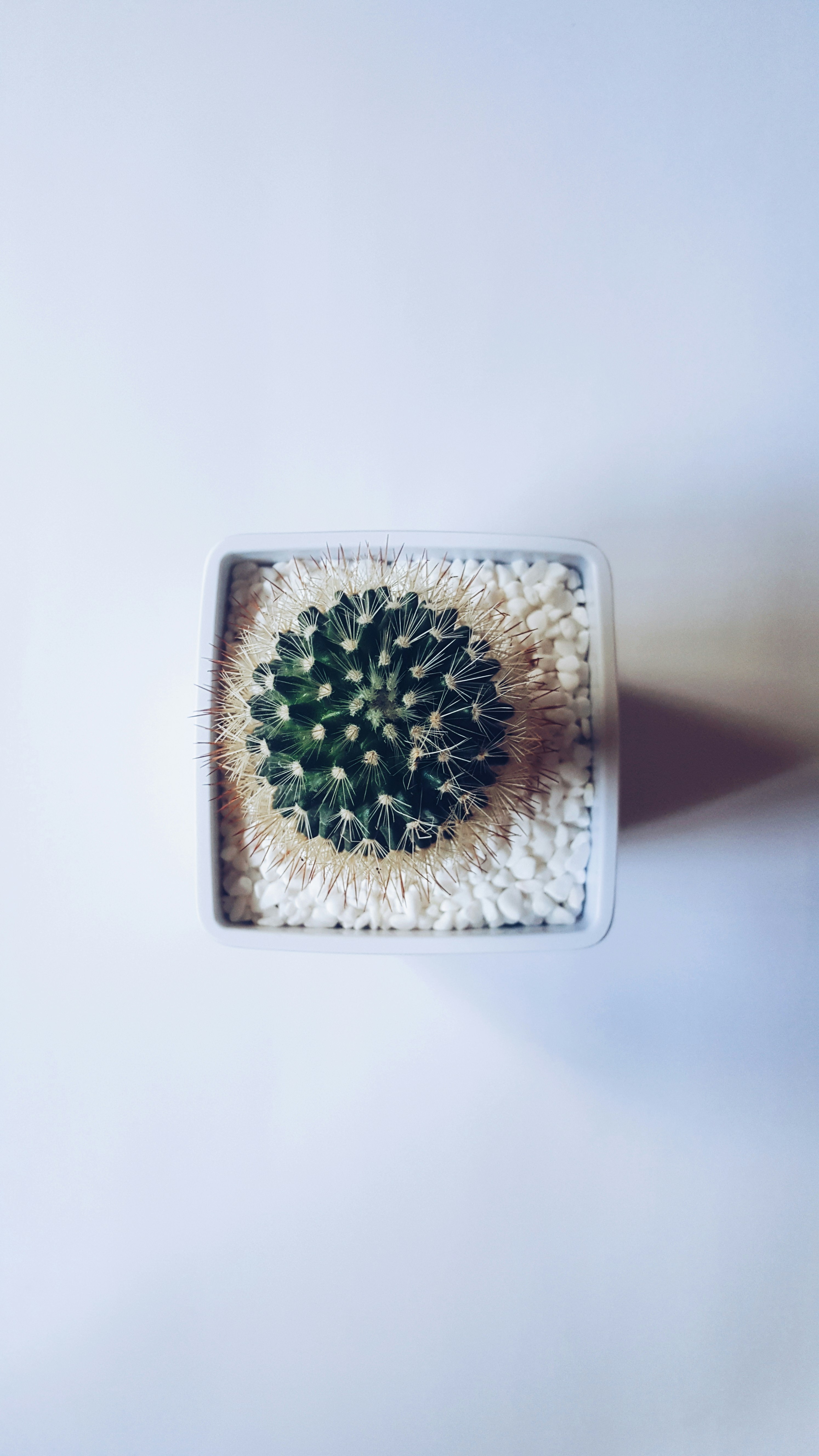 cactus succulent plant on white vase